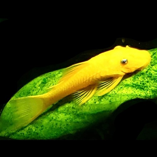 Ancistrus temminckii gold blue eyes L144 - Ancistrus de temminck doré yeux bleus SM
